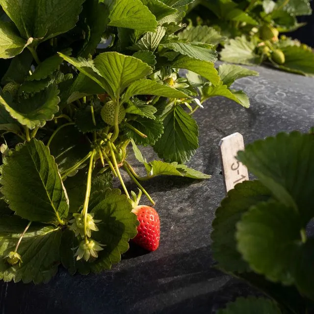 thumbnail for publication: PhenoSnap: An AI-Powered Web Application for Automated Specialty Crop Trait Extraction